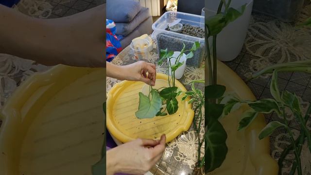 На улице -35 - баба цветанутая опять 😉😬 смотреть онлайн