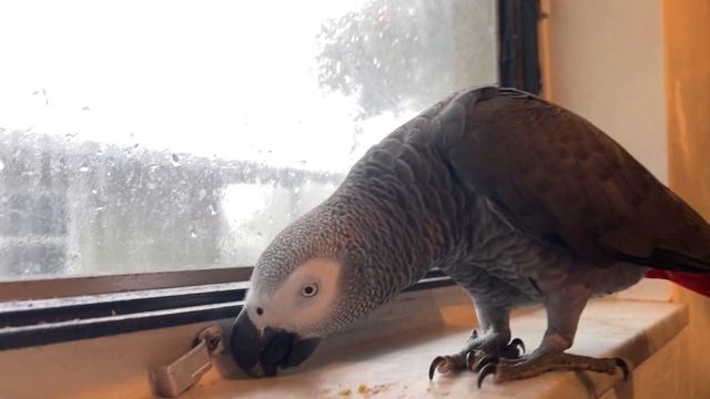 Apollo's Reaction to Florida Thunderstorm смотреть онлайн