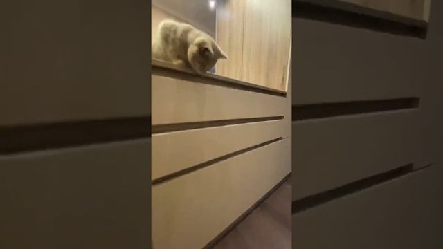 Прихожая на всю длину коридора. Мебель на заказ Кривой Рог смотреть онлайн