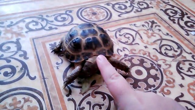 Среднеазиатская Черепашка кушает Салатик??? смотреть онлайн