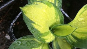 Хоста 'Colored Hulk' #hostaсoloredhulk #хоста #хостаколоредхалк