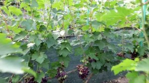 #95 В гостях у Люміна Анатолія Васильовича (16.08.2022)