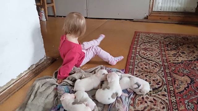 Щенки Стаффа / смотреть онлайн