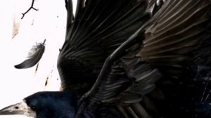 Чёрный ВОРОН / Кукрыниксы