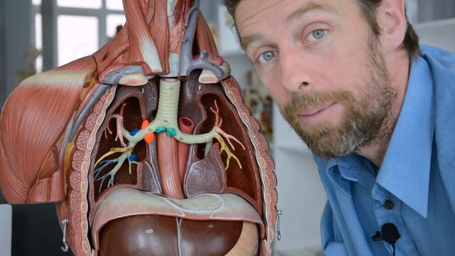 Lung lymphatics (anatomy) смотреть онлайн
