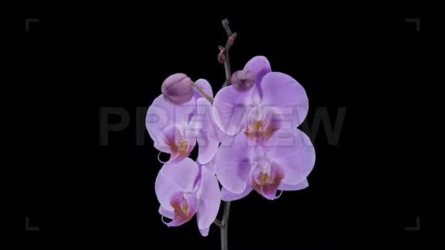 Purple Phalaenopsis Orchids Opening Stock Video смотреть онлайн