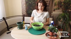 Гардения жасминовидная | Пересадка и уход в домашних условиях