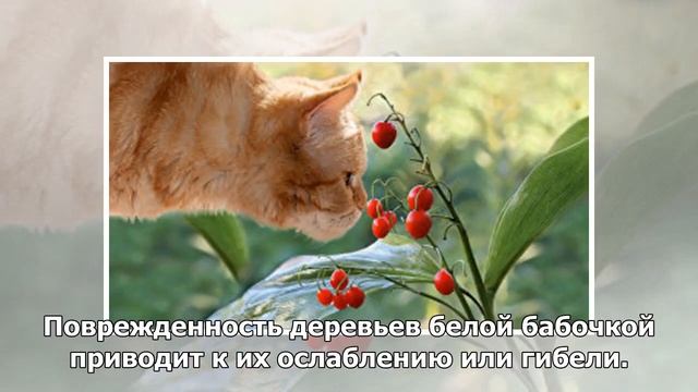 Россельхознадзор рассказал, чем опасна американская белая бабочка смотреть онлайн