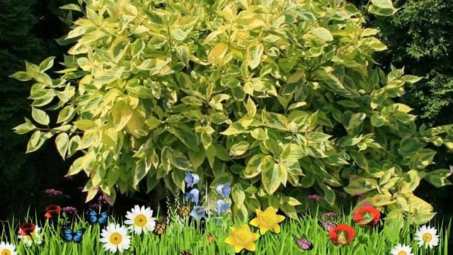 Дерен белый Шпети (spaethii) ? Обзор: посадка и уход. саженцы дерена Шпети: описание и особенности смотреть онлайн