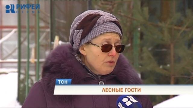 Лесные гости. Совы появились сразу в нескольких районах Перми