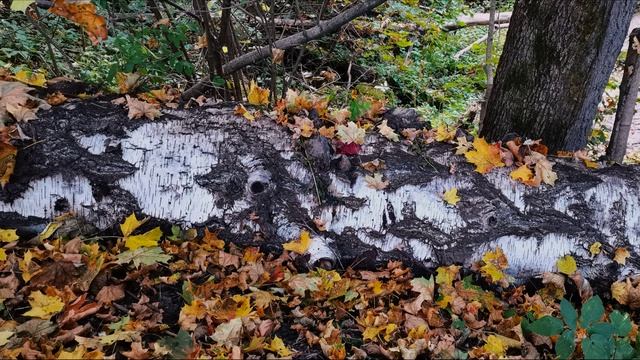 ПодМосковная Природа.