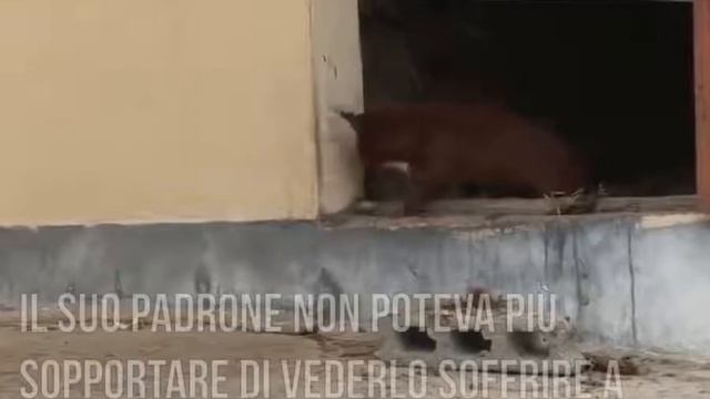 Видео собака плачет за коровой настоящая драма ютуба смотреть онлайн
