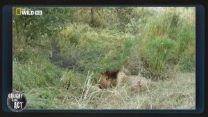 Лев поедает своих детей