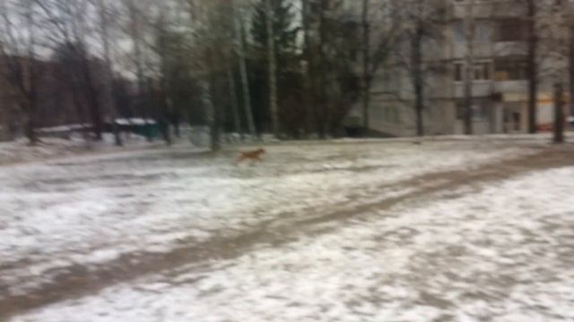 Собаководство и Кинология.Все о самой лучшей породе ШАР-ПЕЙ 2018 All about the Shar-Pei dog смотреть онлайн