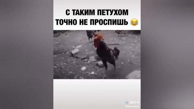 Щенок повторяет за петухом. Петухи феномены.