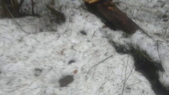 Красивый рог оленя, весенняя охота на рога,поиск рогов смотреть онлайн