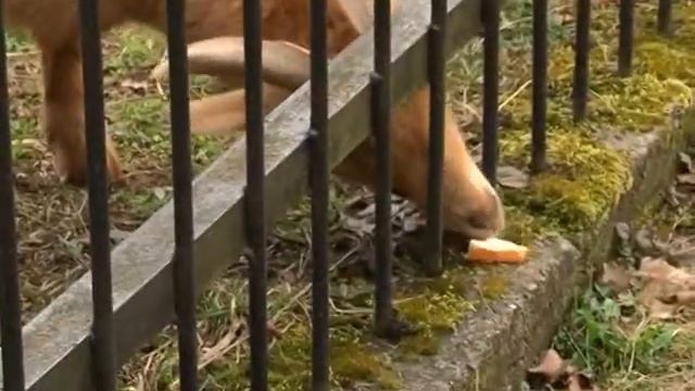 В зоопарке ищут виновного в смерти страуса смотреть онлайн