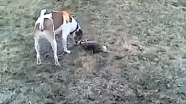 Опоссум притворяется мёртвым смотреть онлайн