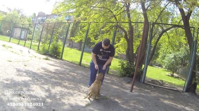 168. Команда ко мне! Как научить собаку подходить. Тренируем подзыв смотреть онлайн