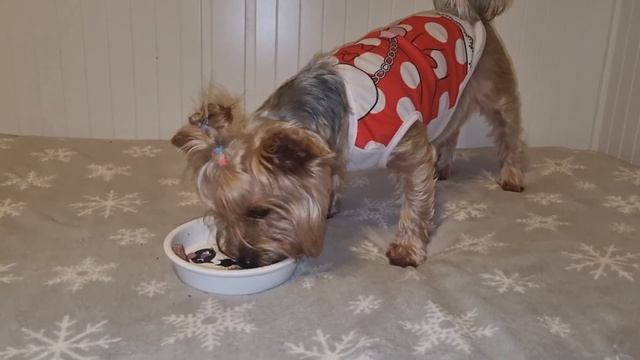 День независимости Литвы ( 16 февраля, 2023 года) смотреть онлайн