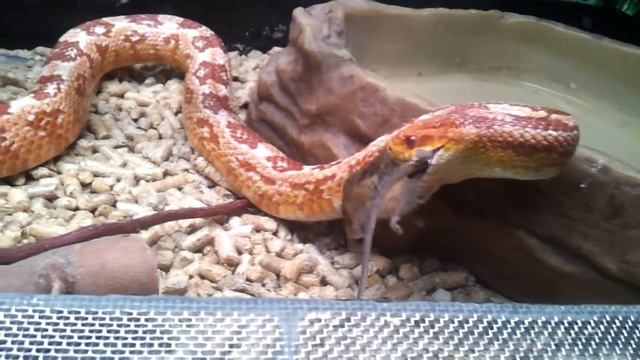 Змея глотает мышь | Snake swallow mouse, snake eating mouse смотреть онлайн