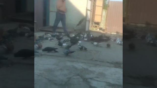 чем больше на людей Смотрю,тем больше мне голуби нравятся и животные смотреть онлайн