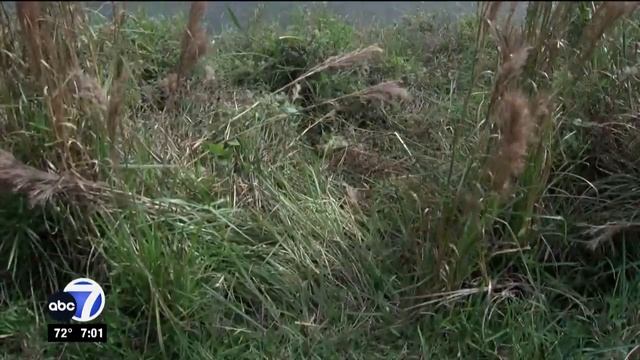 Dog encounters python in backyard of Cape Coral home смотреть онлайн