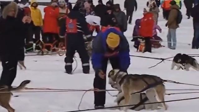 В Тольятти стартовала Международная гонка на собачьих упряжках “Волга Квест 2017” смотреть онлайн