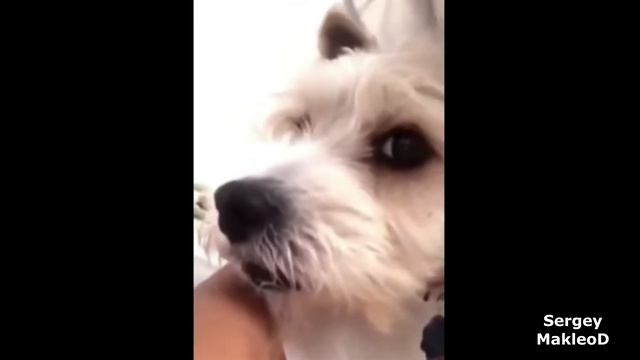 Даже животные уже знают про - корону. смотреть онлайн