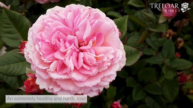 Love Affair - Rose смотреть онлайн