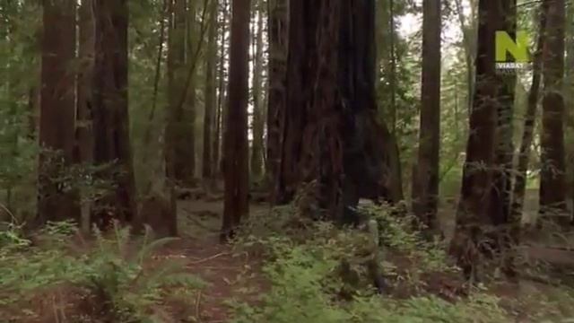 Сила растений. Растения под микроскопом смотреть онлайн