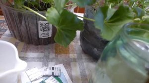 Важная подкормка высаженных черенков пеларгонии (герани) через 3 недели .