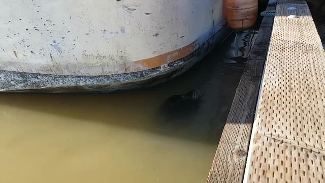 Морской лев напал и стащил девочку в воду смотреть онлайн