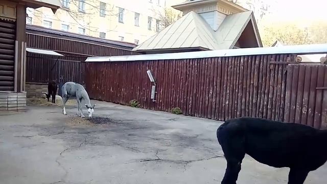 Зоопарк смотреть онлайн