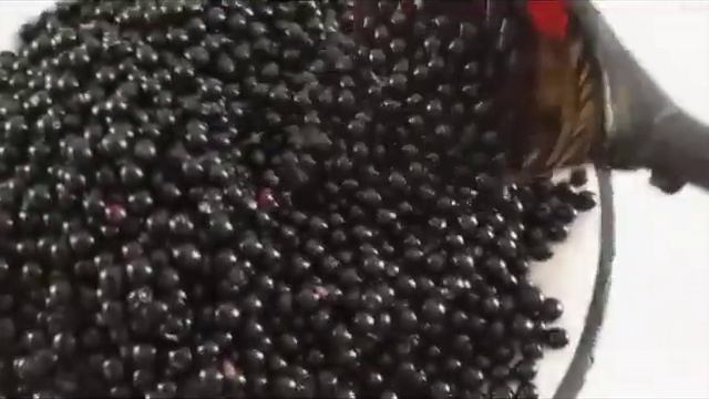 Ягоды бузины. смотреть онлайн