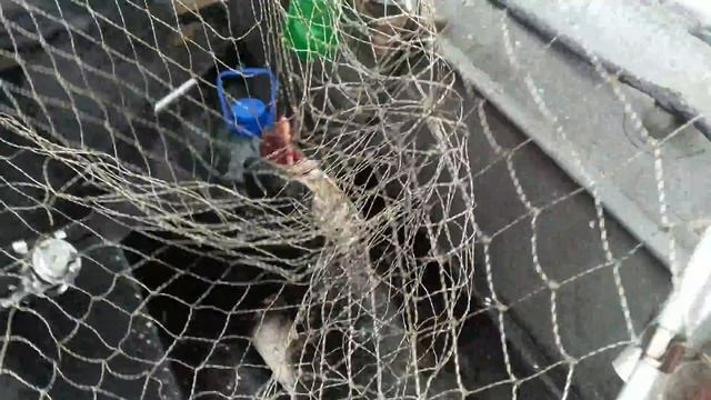 Онежское озеро 2017.Лосось смотреть онлайн