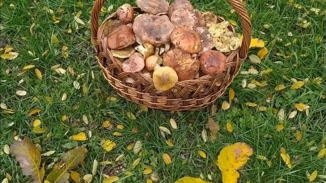 АРОМАТНАЯ ЖАРЕНАЯ КАРТОШЕЧКА С ГРИБАМИ. смотреть онлайн
