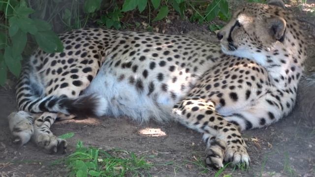 Московский зоопарк хищники.(Moscow Zoo.predators.) смотреть онлайн