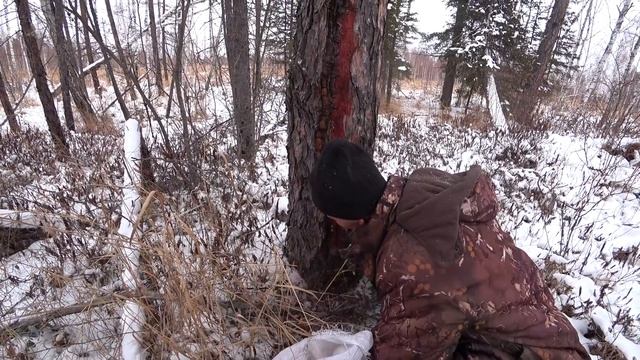 ДЕНЬГИ РАСТУТ НА ДЕРЕВЬЯХ! СБОР УРАЖАЯ ЖИРНЫХ ДОРОЖЕК В ЛЕСУ. Заработок на сборе смолы Лиственницы смотреть онлайн