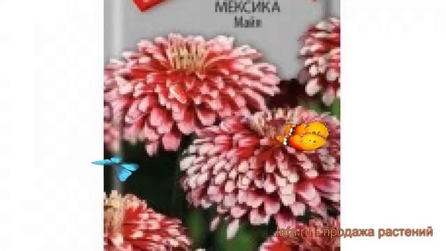 Цинния обыкновенная Мексика Майя (meksika mayya) ? обзор: как сажать, семена циннии Мексика Майя смотреть онлайн