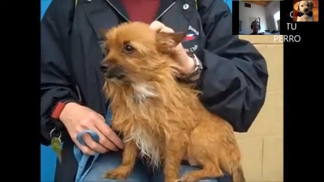 ✅+NORWICH TERRIER+✅cachorro,precio,bebe,caracteristicas,caracter,cuidados, смотреть онлайн