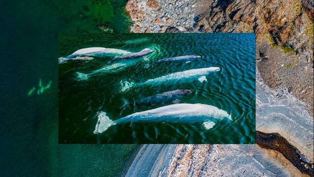 Шантарские острова — жемчужина Охотского моря смотреть онлайн