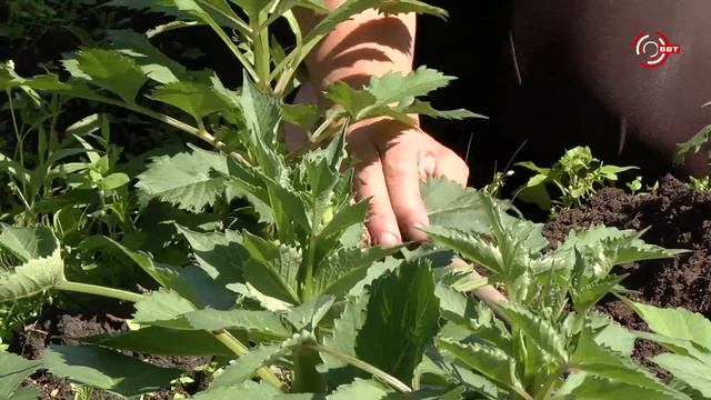 Удачный сезон. Уход за высокорослыми георгинами смотреть онлайн