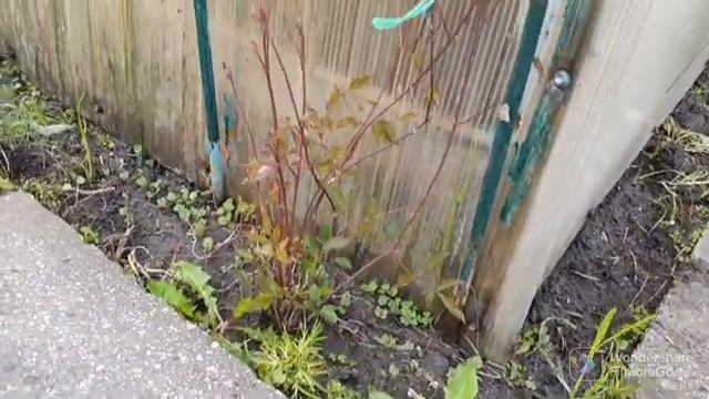 94. 4 Сотки. Томаты пасынковал и подвязал. Лук порей и огурцы..mp4 смотреть онлайн