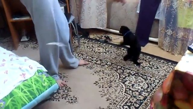 ХВОСТ смотреть онлайн