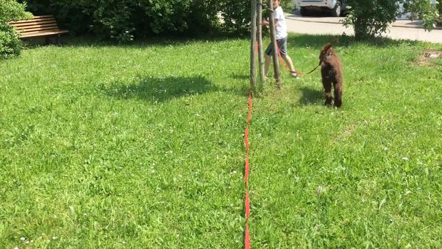 Hund Mischka der Bär Großpudel Schleppleine erste Erfahrungen Dog собака длинный поводок смотреть онлайн