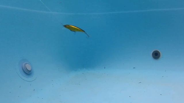 Pontoon 21, Greedy Guts, Fishing lure for pike bass fishing смотреть онлайн