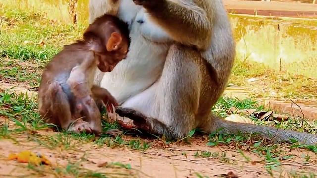 Break Arm Break Heart!Poor Baby Monkey Lola Run Escape King Flovi Attack/ Very Sad Day Poor Lola смотреть онлайн