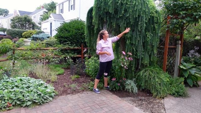 How To Grow European Weeping Larch, Larix Decidua 'Pendula'