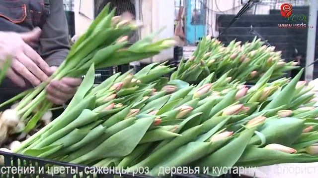 Ульяновский Совхоз 2 смотреть онлайн